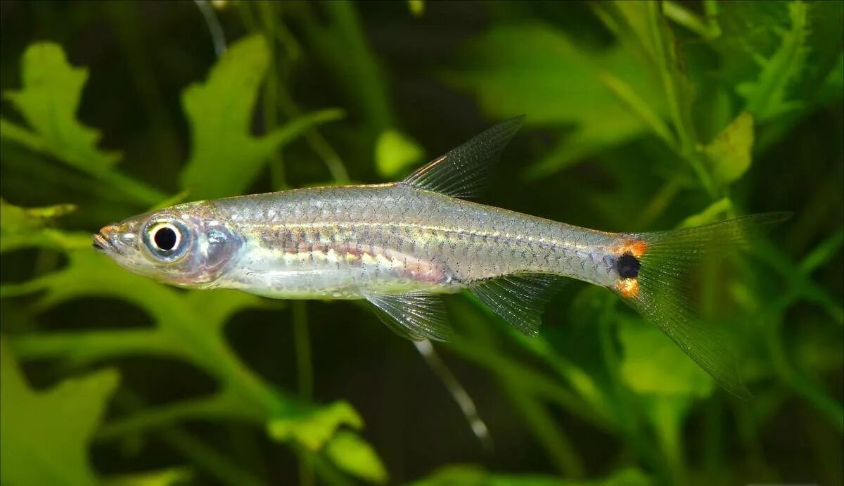 Рыбка расбора гетероморфа. Расбора трехлинейная (Rasbora trilineata). Расбора Маргаритка. Расбора ромбовидная.