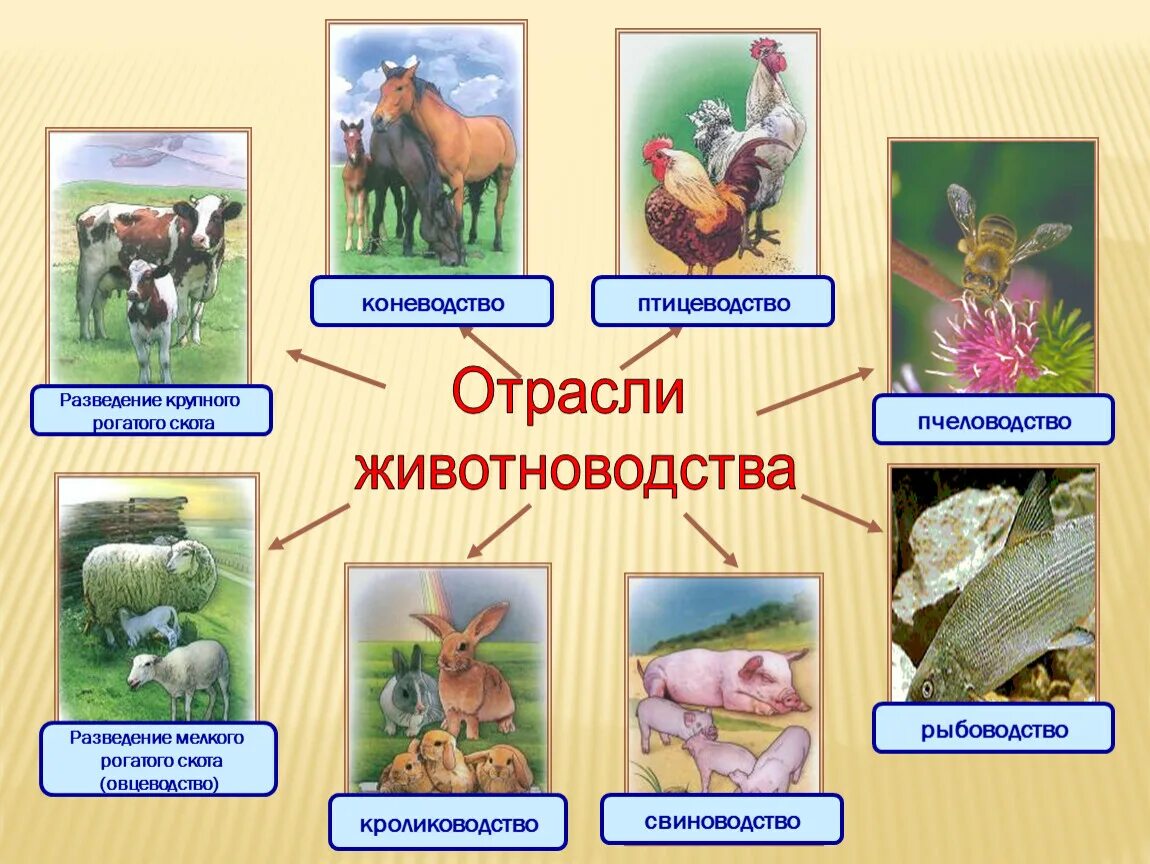 Отрасли животноводства 3 класс окружающий мир таблица. Отрасли животноводства. Животноводство в нашем крае. Отрасли животноводства 3 класс.