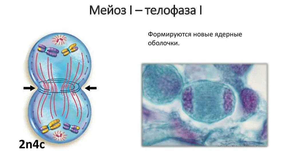 Телофаза мейоза 2. Метафаза мейоза 2. Фазы мейоза микроскоп. Мейоз 1 телофаза 1.
