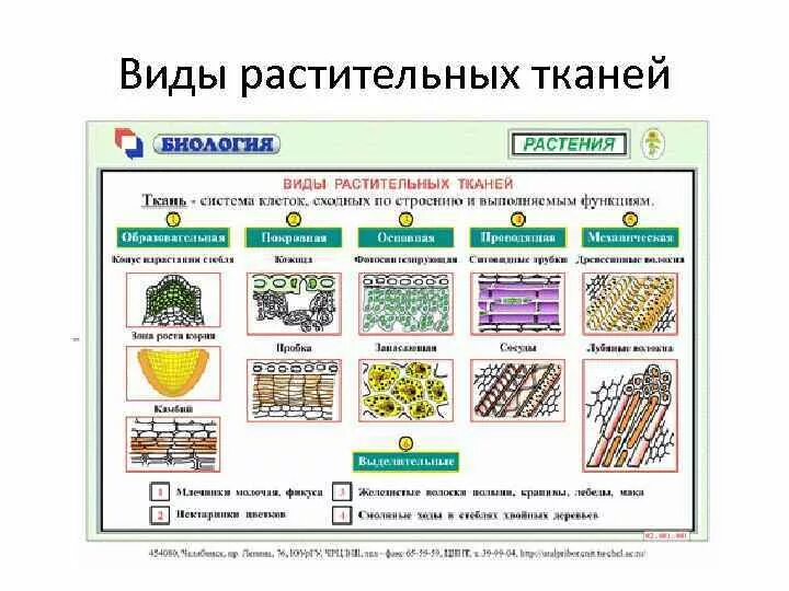 Таблица ткань строение рисунок. Ткани растений строение и функции. Типы тканей растений и их функции. Строение и функции растительных тканей. Ткани строение и функции растительной ткани.