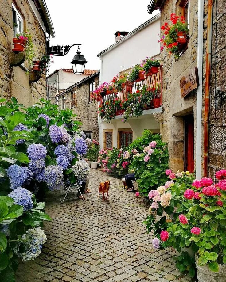 Street of flowers. Спелло Умбрия. Спелло Умбрия итальянская деревня. Умбрия Италия цветы. Португалия аллея гортензии.