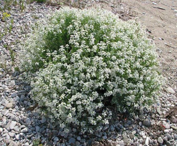 катран крым. катран все подряд. катран растение. катран все подряд. катран 2 мелита.