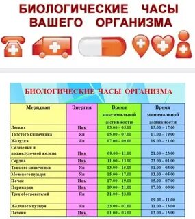 Часы работы организма человека