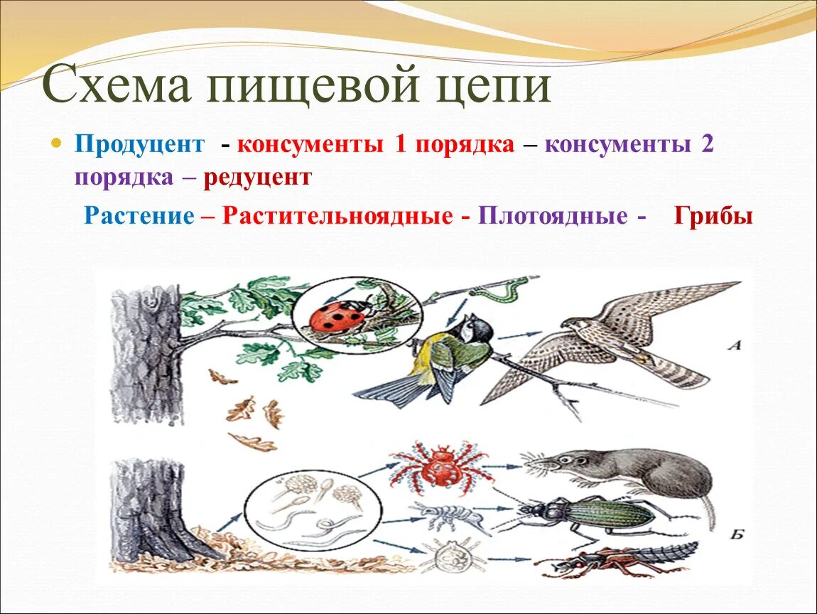 Цепь питания 9 класс