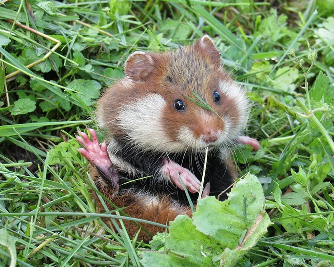 Карбыши описание. Обыкновенный хомяк Cricetus Cricetus Linnaeus. Хомячок карбыш. Хомяк обыкновенный дикий. Хомяк обыкновенный Крымский.