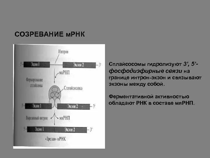 Схема созревания пре-МРНК. МРНК. Созревание РНК. Созревание МРНК.