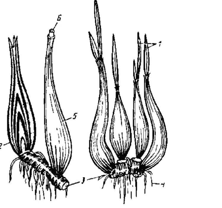 Какой тип корневой системы сформируется если луковицу. Лук шалот схема. Лук шалот размножение луковицами.