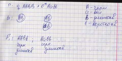 Гомозиготная по обоим признакам