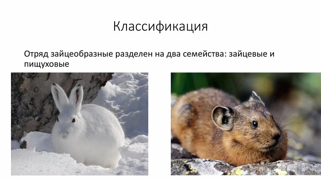 К какому семейству относится заяц. Млекопитающие отряд зайцеобразные. Представители отряда зайцеобразных. Систематика зайца беляка. Царство зайца беляка.