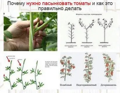 Как правильно пасынковать помидоры в теплице пошагово