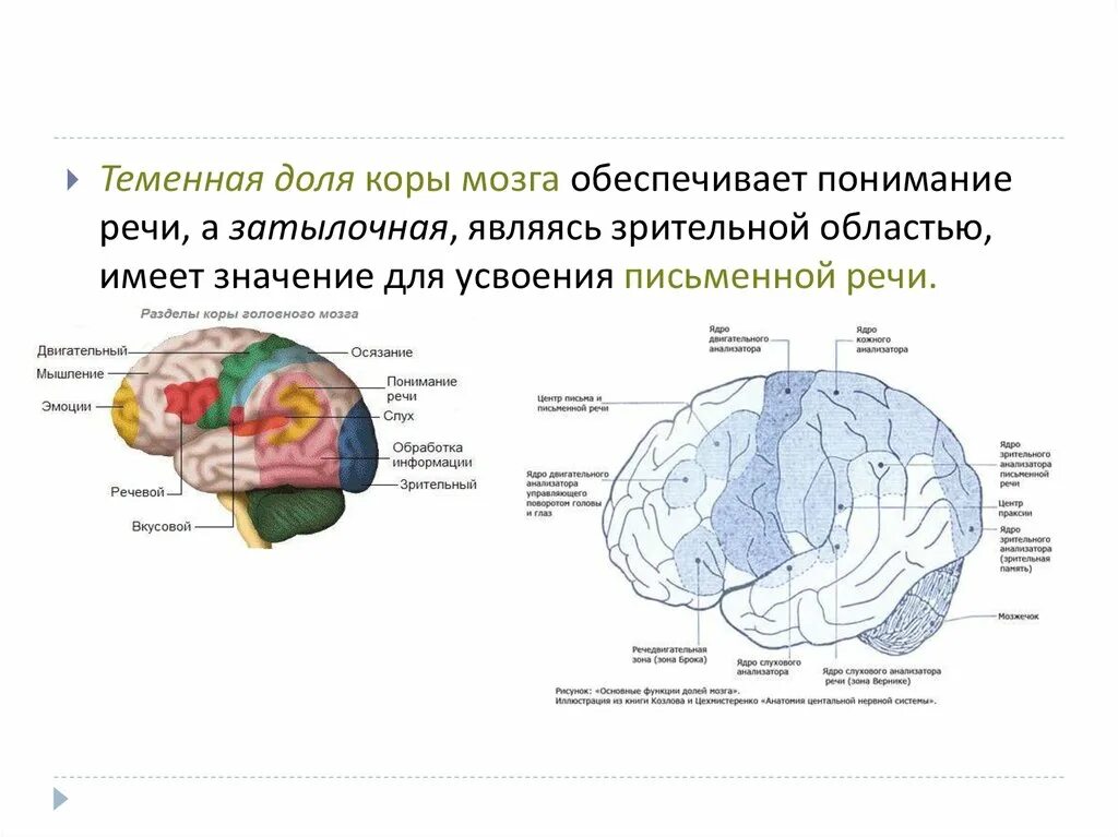 Доли коры мозга. Речевые доли мозга. Затылочная и теменная зона коры.