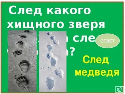 Следы какого зверя похожи на человеческие