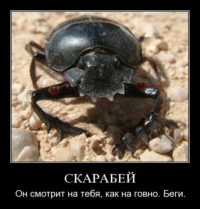 Path of exile ветка прокачки. Жук скарабей. Реликтовые скарабеи пое. Path of exile harvest. Реликтовые скарабеи пое.