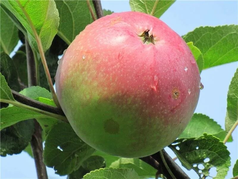 Алтайская яблоня сорта фото отзывы