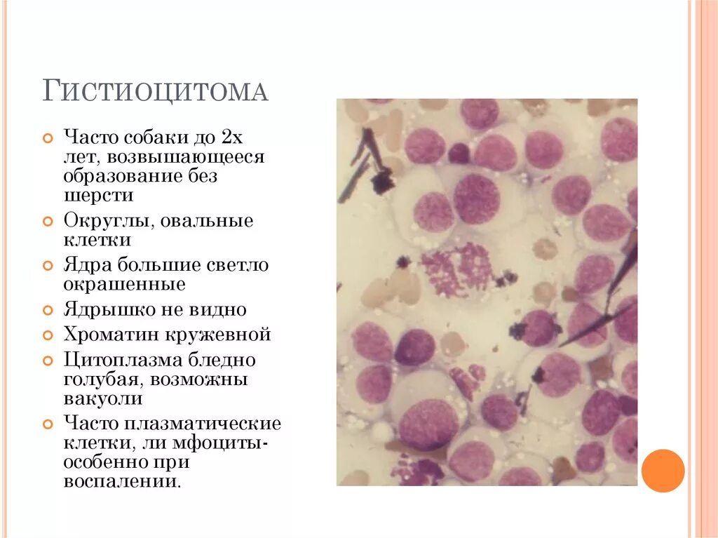 Как выглядит злокачественная опухоль у собаки Абсцессы у собак симптомы и лечение в Москве. Ветеринарная клиника "Зоостатус"