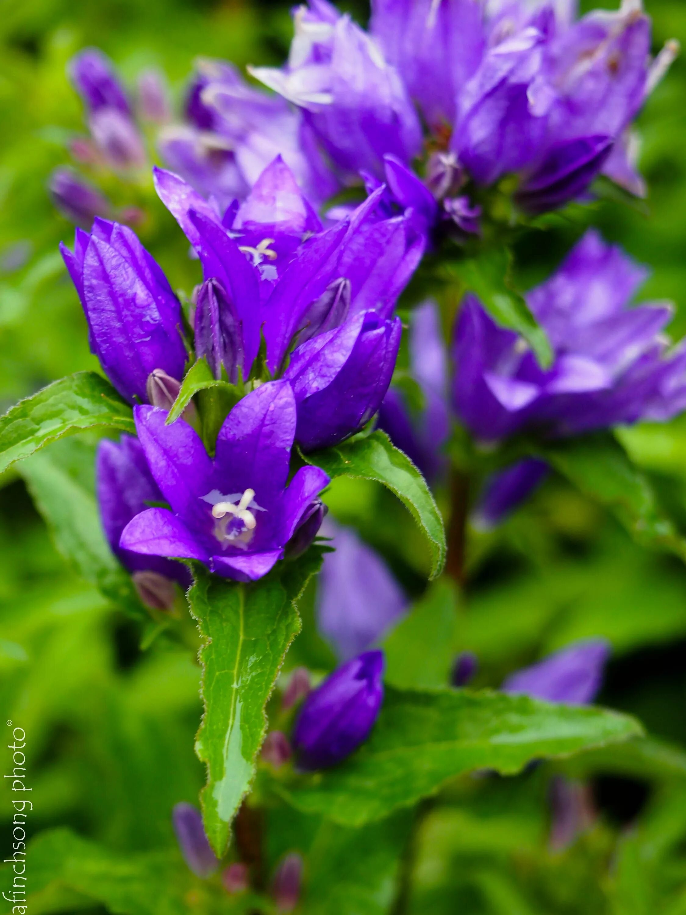 Колокольчик блю. Колокольчик Campanula glomerata. Колокольчик скученный (Campanula glomerata) acaulis. Колокольчик скученный Бельфлер Блю. Колокольчик скученный акаулис.