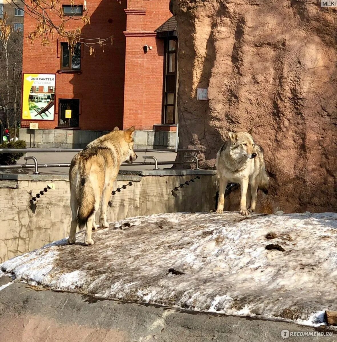 Зоопарк в Москве на Баррикадной. Зоопарк на грузинской Москва. Московский зоопарк большая Грузинская ул., 1, стр. 1. Зоопарк в Москве на улице 1905 года. Зоопарк баррикадная график работы