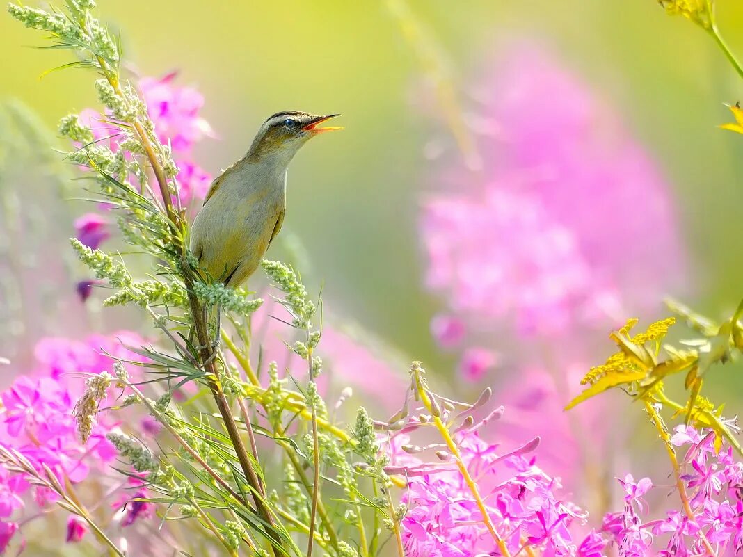 утро птички. соловьев соловьиные трели. музыка утра птицы. много птиц в лесу. весна птицы поют.