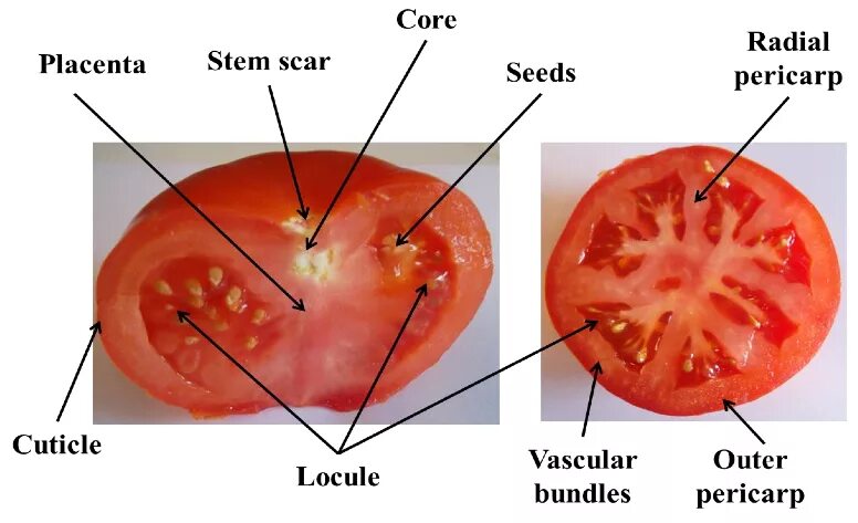 Внутреннее строение томата. Строение плода томата. Анатомическое строение томатов. Строение плода помидора.