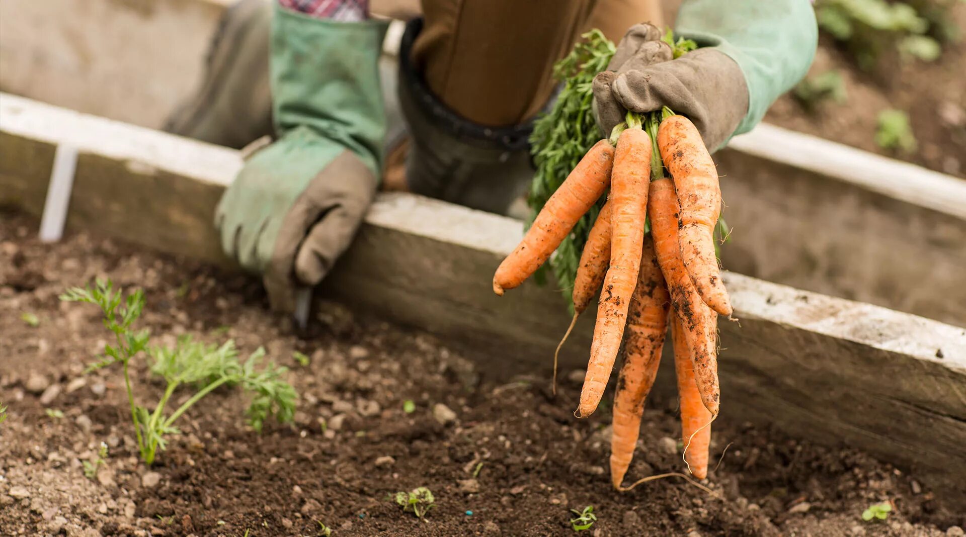 Как вырастить хорошую морковь в открытом грунте. Морковь. Морковь на грядке. Морковь в огороде. Морковная грядка.