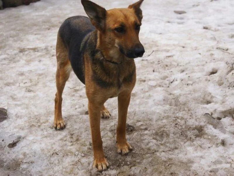 коди собака. животные в добрые руки волгоград. собака в добрые руки волгоград. животные в добрые руки волгоград. малч.