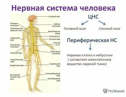 Какие нервы есть в руке