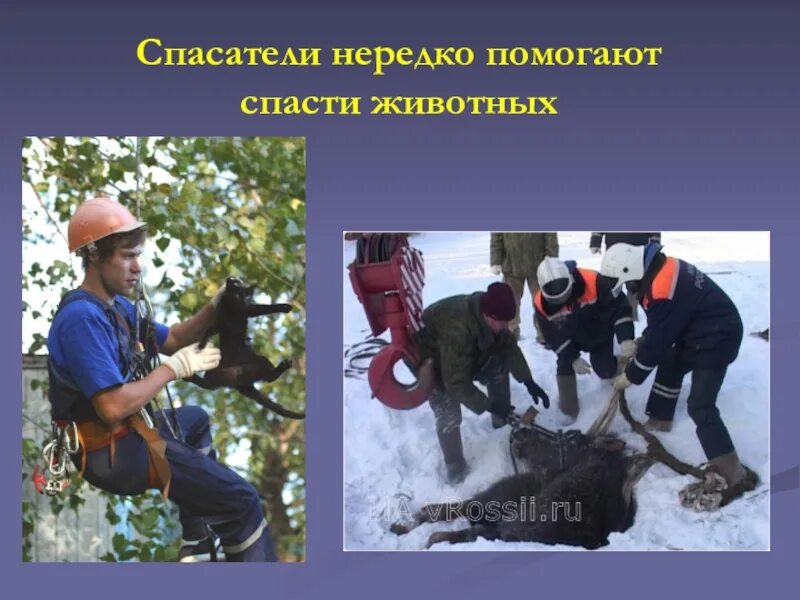 Организации по спасению животных. Профессия спасатель. профессия спасатель мчс. спасение животных слайд. спасатели животных профессия.