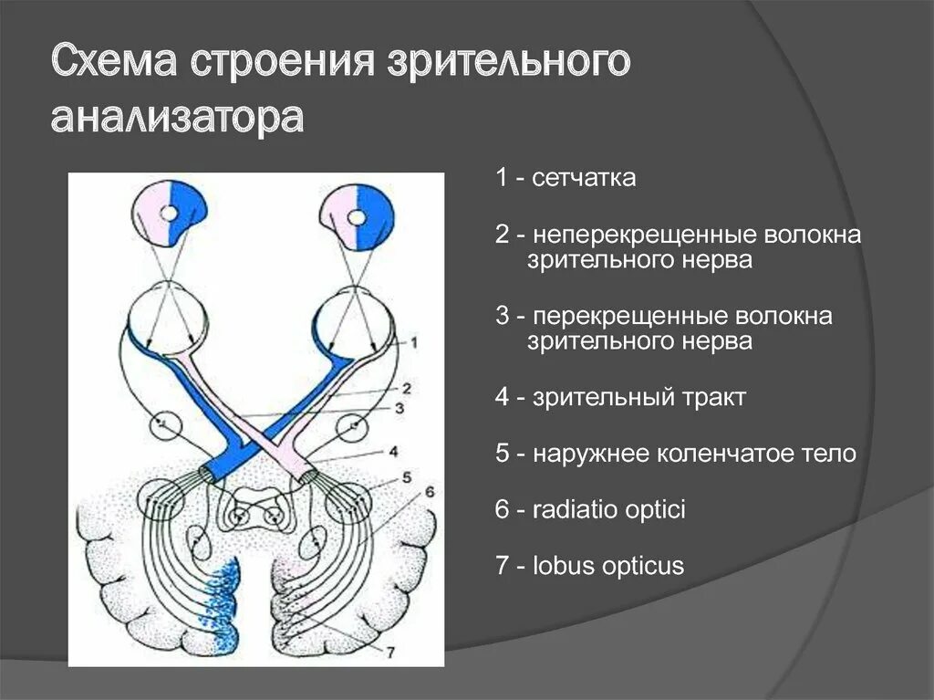 Функциональное строение зрительного анализатора. Анатомические структуры зрительного анализатора. Зрительный анализатор строение анатомия. Строение оптического аппарата зрительного анализатора.