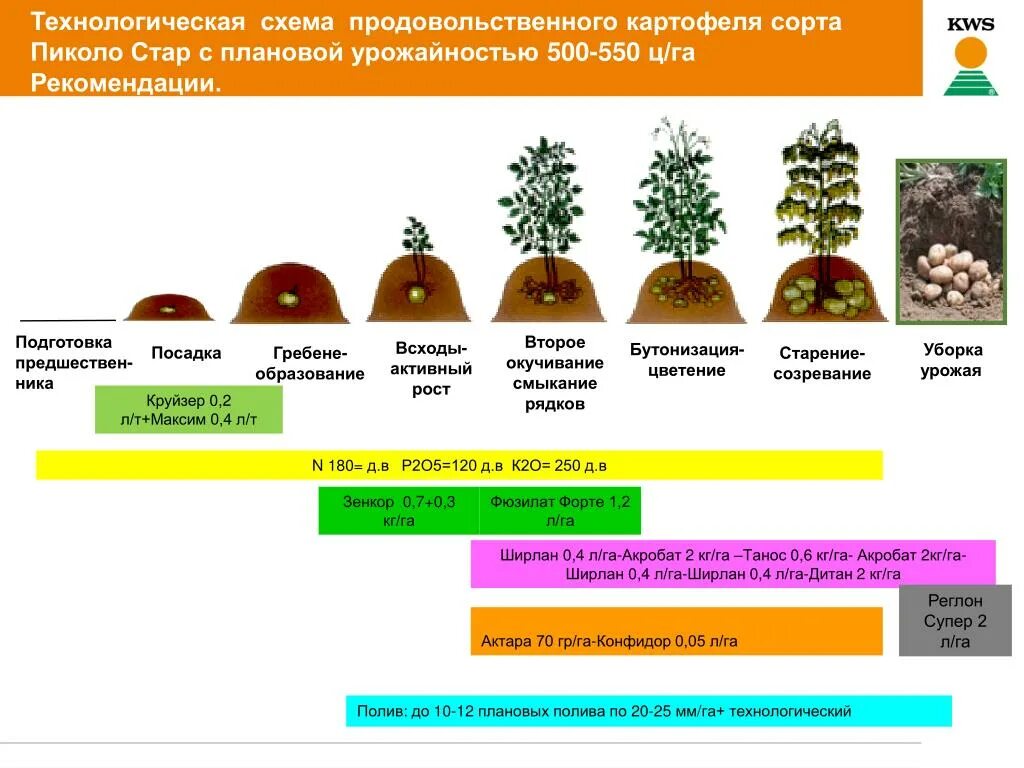 Период формирования клубней картофеля. Фазы развития картофеля. Этапы созревания картофеля. Схема роста картофеля. Сколько лет картофелю