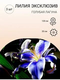 Лилия лагуна