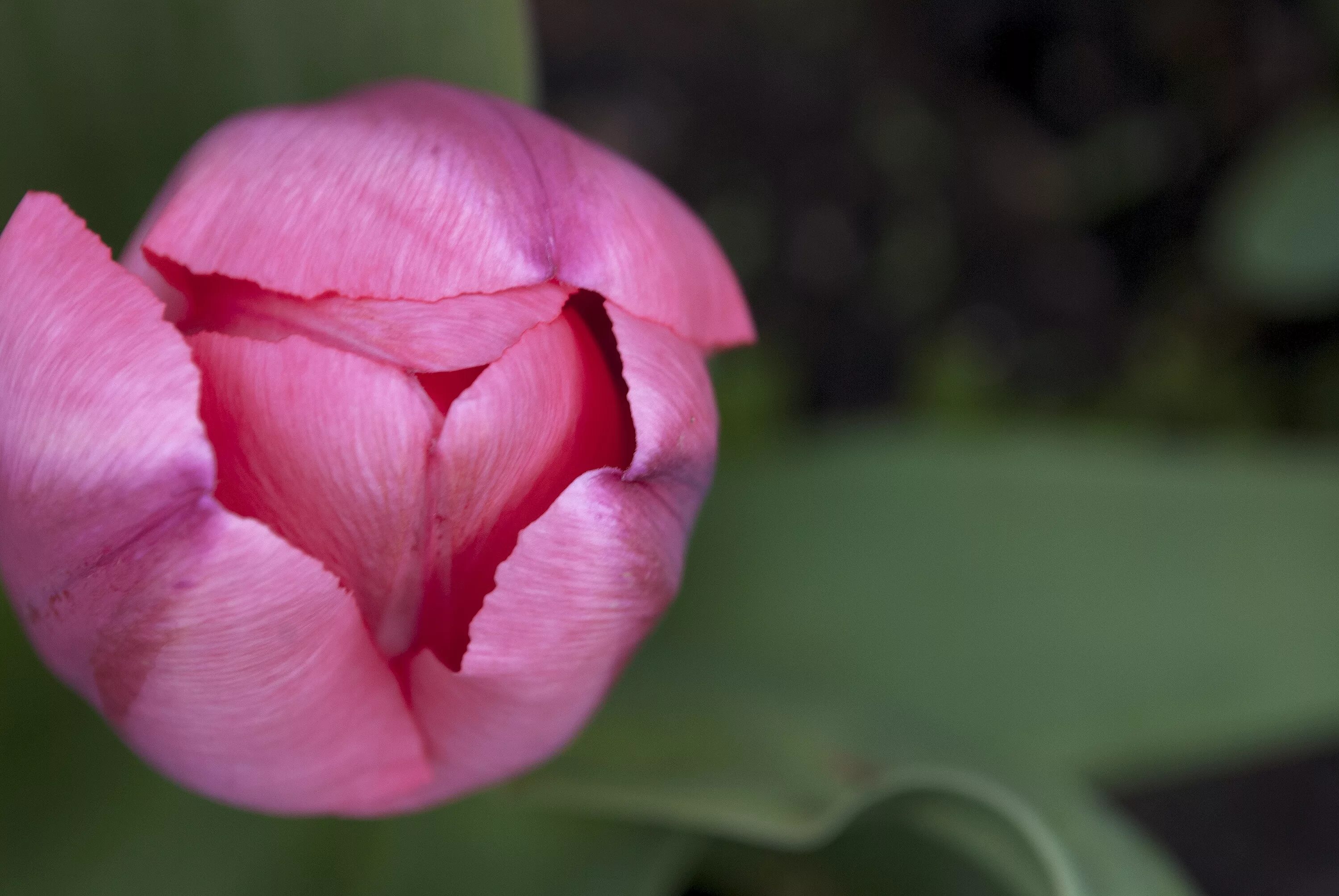 Что значит розовый тюльпан. Тюльпан ап Пинк. Бутон Tulipa kaufmanniana бутон. Розовые тюльпаны. Бутоны розовых тюльпанов.