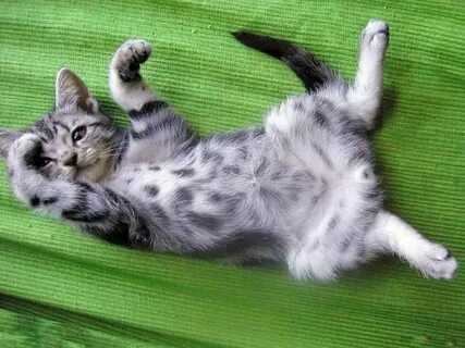 Котик мягенький