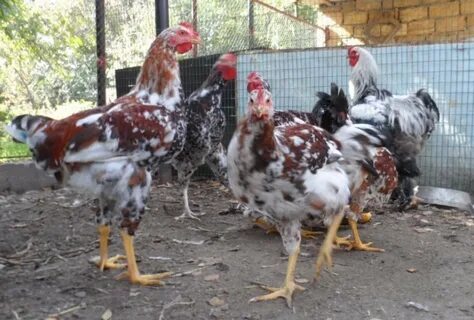Ливенские ситцевые куры