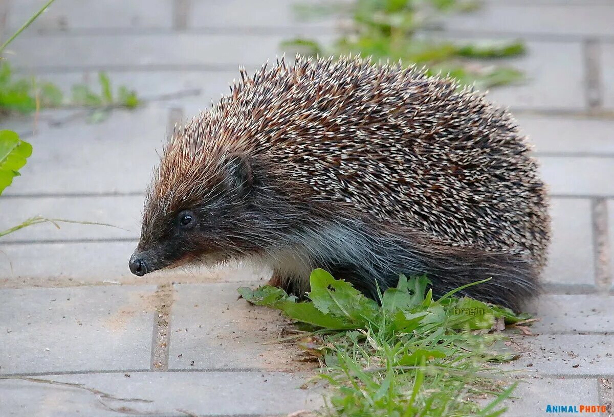 Ежик в лесу. Бурый еж. Эфиопский ёж. Ёжик домашний. Atelerix algirus.