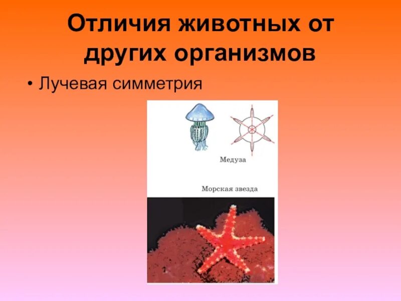 Отличие животных от других организмов. Отличия животных от других живых организмов. Лучевая симметрия. Признаки отличающие животных от других организмов.