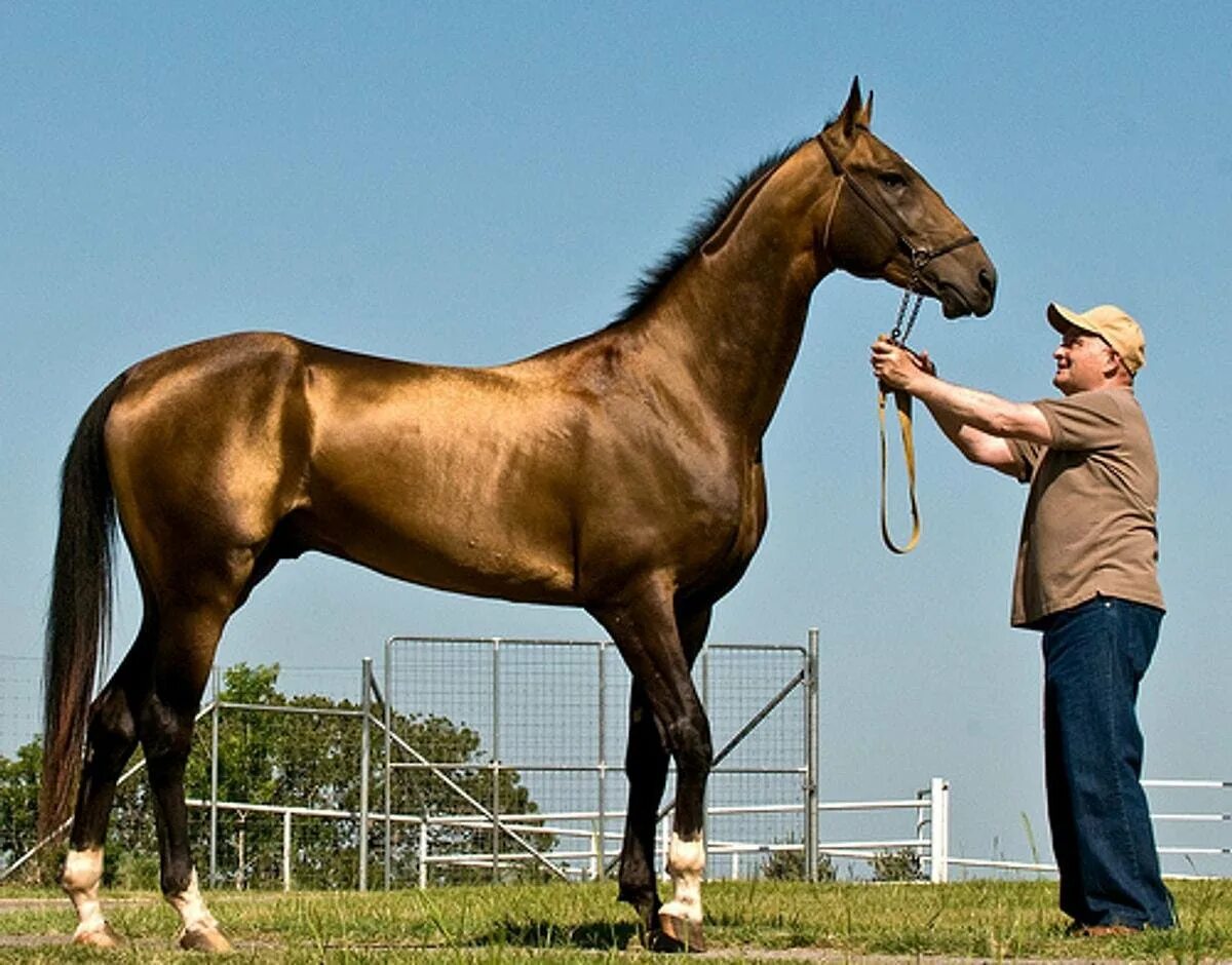 Золотой скакун - ахалтекинец. Дорогие лошади. Самый быстрый конь. Самая дорогая лошадь. Порода самой дорогой лошади