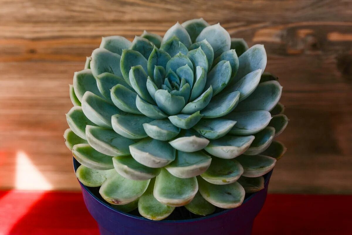 Цветок эхеверия микс. Эхеверия деренберга echeveria derenbergii. Эхеверия зоннен микс. Эхеверия фабиола echeveria fabiola. Эхеверия экстра микс.