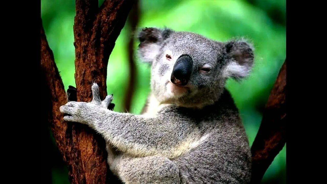 Коалом. Коала Продолжительность жизни. Курящая коала. Лапа коалы вблизи. Коала относится к медведям или нет.