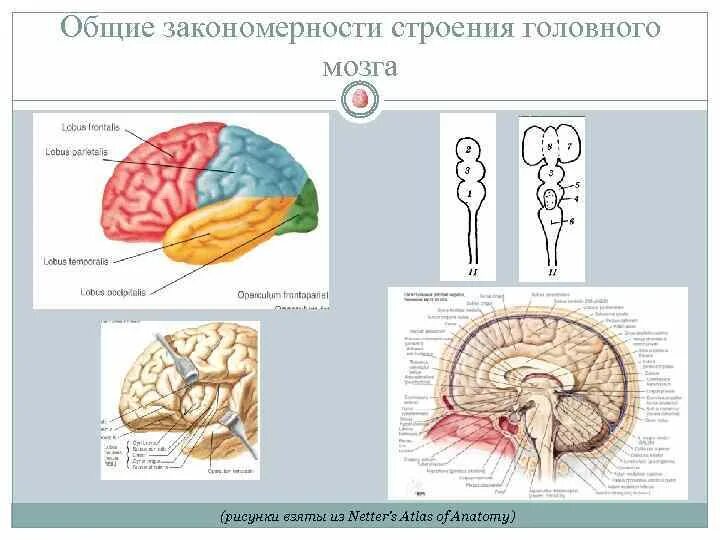 Закономерности головного мозга. Закономерности работы головного мозга. Закономерности головного мозга таблица. "Основные закономерности работы головного мозга".