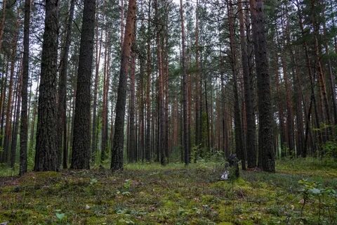 Томская область леса