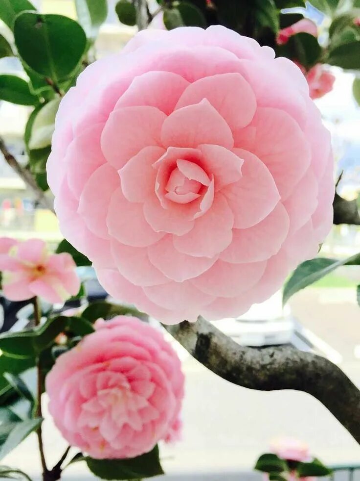 Camellia japonica 'Desire' Fragrant Garden Plant