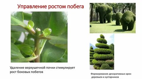 Конспект побег почки