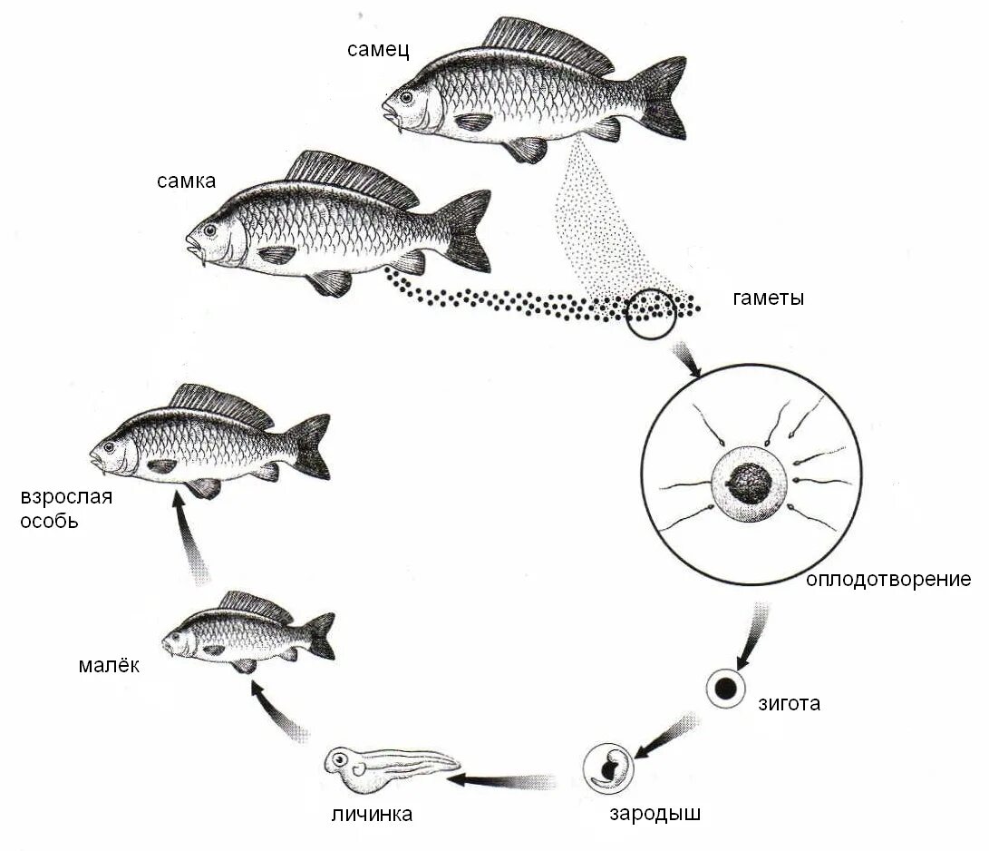 Цикл развития рыбы схема. Цикл развития рыбы схема стадии развития. Жизненный цикл рыб. Жизненный цикл костных рыб. Размножение животных рыбы