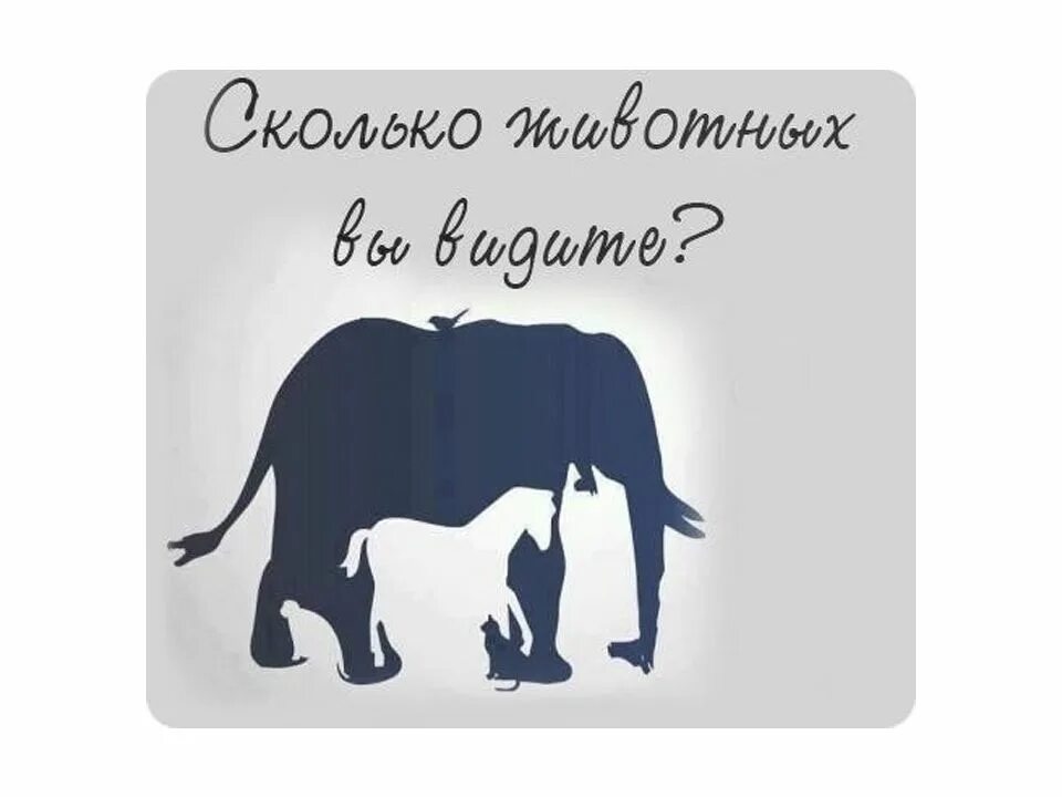 Сколько собак видишь. Сколько животных на картинке. Сколько животных видите на картинке. Картинки загадки на внимательность. Кто что видит на картинке.