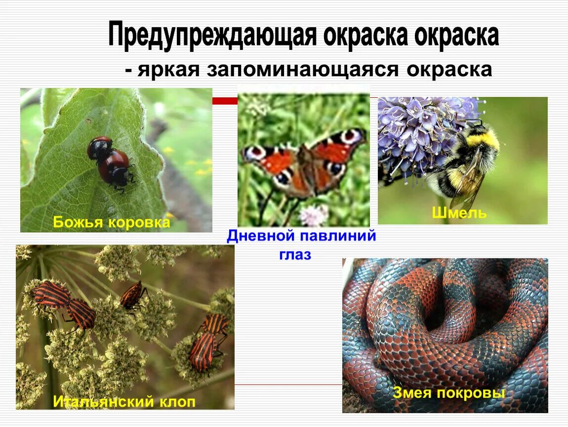 Предупреждающая окра ка. Предостерегающая окраска. Адаптация предупреждающая окраска примеры. Предостерегающая окраска у животных примеры животных.