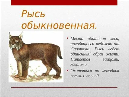 Морфологический критерий рыси