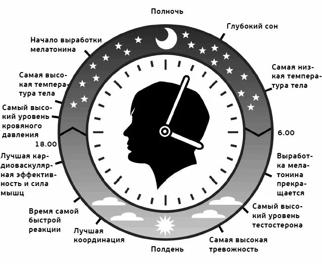 Биологические часы 5 класс. Биологические часы сна. График сна и бодрствования взрослого человека. Фазы сна по часам график. Схема сна.