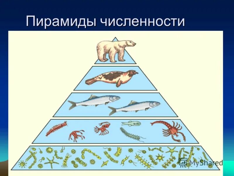 Пирамиды численности и биомассы это в биологии 9 класс. Пирамиды численности популяции. Экологическая пирамида численности перевернутая. Экологическая пирамида (чисел, массы, энергии). Цепи и сети питания экологические пирамиды.