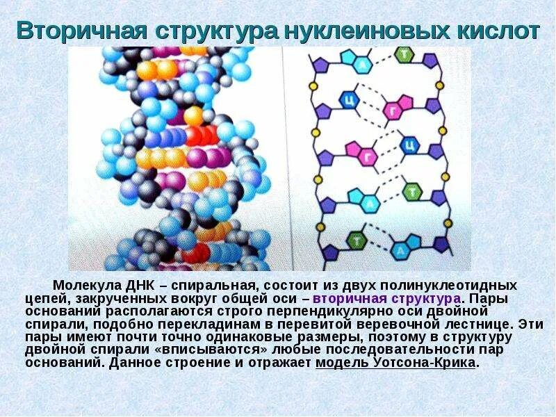 Две спирально закрученные цепи днк. Вторичная структура нуклеиновых. состоит из двух полинуклеотидных цепей. молекула днк состоит из двух полинуклеотидных цепей. вторичная структура нуклеиновых кислот, двойная спираль днк.