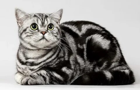 Рисунок кот вискас